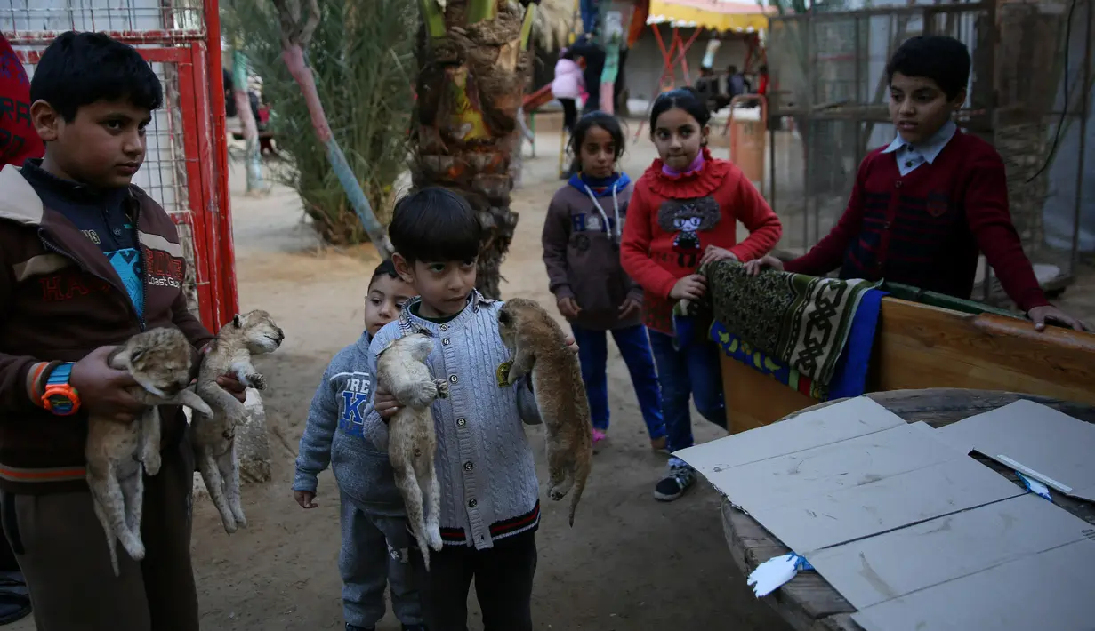 Dua anak membawa mayat empat anak singa yang siap dikuburkan di kebun binatang di kamp pengungsi Rafah, Gaza (18/1). Empat anak singa tersebut tewas pada pagi hari jelang berlangsungnya badai musim dingin.  (AP Photo/Adel Hana)