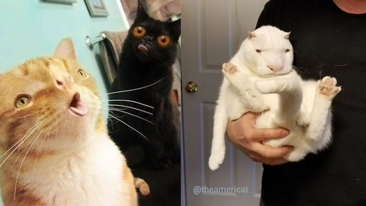 6 Editan Foto Kucing Ini Bikin Tepuk Jidat, Idenya Kelewat Unik