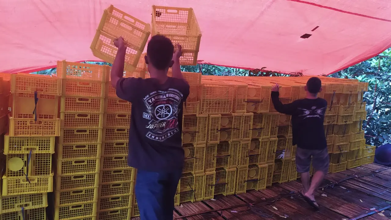 Beberapa pegawai PT AFA, eksportir manggis asal Tasikmalaya, terpaksa berhenti akibat wabah virus Corona di Cina.