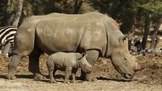 Bayi badak putih betina bernama Karen Peles berjalan di depan induknya di sebuah kebun binatang terbuka, Ramat Gan Safari, Israel, 21 Januari 2019. Karen yang berusia 3 minggu itu lahir dengan berat sekitar 50 kilogram. ( JACK GUEZ / AFP)