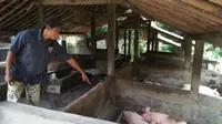 Seorang peternak menunjukkan babi peliharaannya mati mendadak di kandangnya di Pulau Timor, Nusa Tenggara Timur. (Liputan6.com/ Ola Keda)