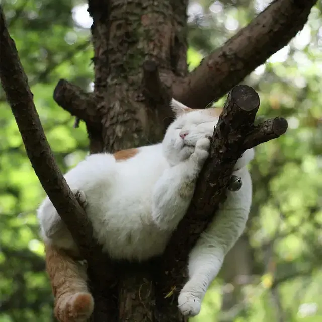 10 Potret Lucu Kucing di Atas Pohon, Ada yang Tidur Hingga Takut Ketinggian