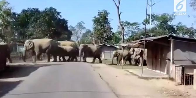 VIDEO: Kawanan Gajah Masuk Desa di India, Warga Panik