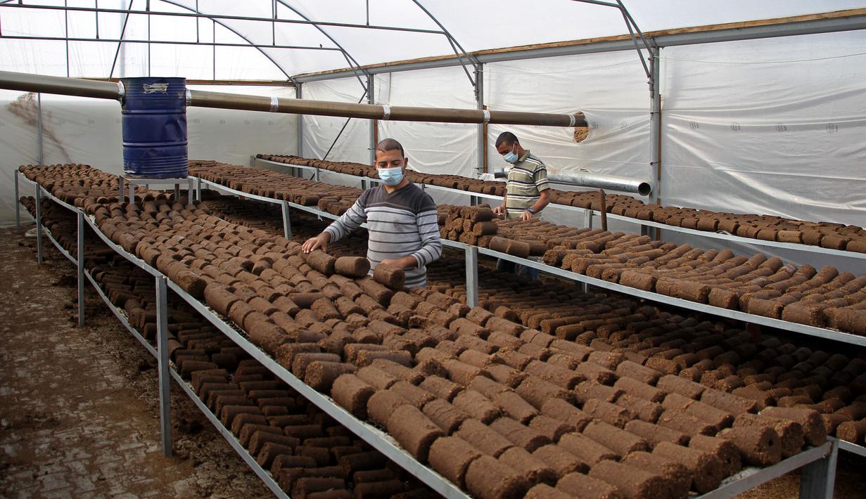 FOTO Mengubah Limbah Produksi  Minyak Zaitun Menjadi Bahan 