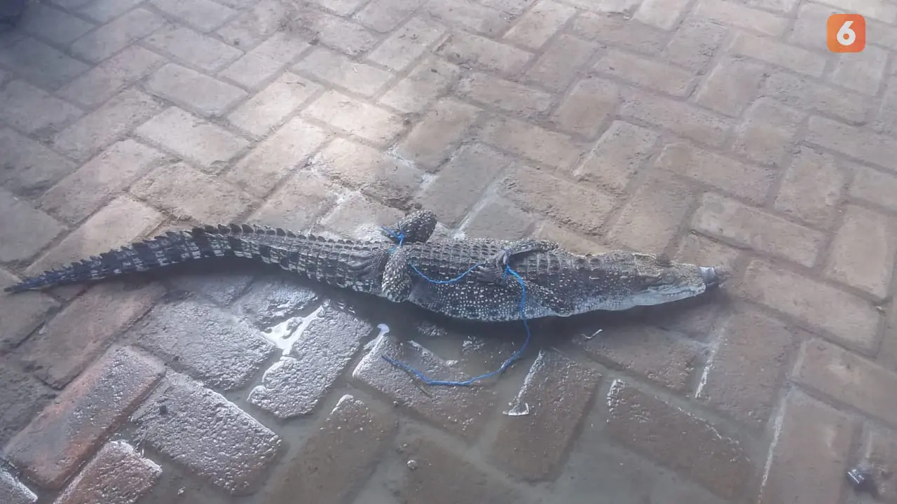 Penampakan seekor buaya yang muncul di area persawahan warga Desa Jono, Kecamatan Temayang, Kabupaten Bojonegoro, setelah diikat oleh petugas Damkar. (Liputan6.com/Ahmad Adirin)