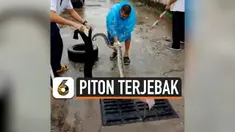 PEJALAN KAKI TEMUKAN PITON TERJEBAK DI SELOKAN