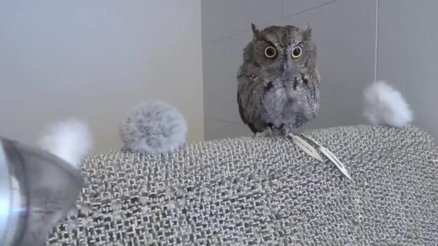 54 Koleksi Hantu Elek Terbaik