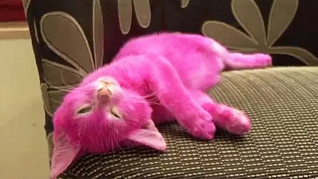 6 Potret Kucing dengan Warna Bulu Nyeleneh, Lucu Tapi Bikin Kasihan