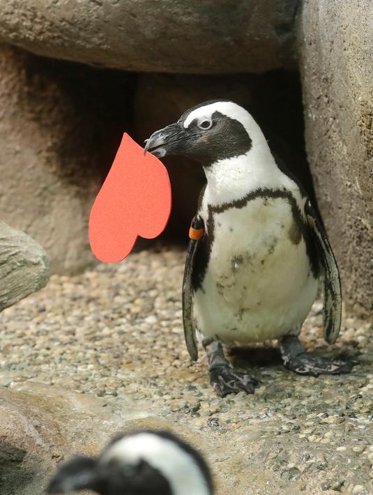 Penguin Afrika memegang kartu valentine berbentuk hati di Akademi Ilmu Pengetahuan California, San Francisco, Rabu (12/2/2020). Penguin secara alami membangun sarang menggunakan kartu ucapan dari bahan itu dan menarik lawan jenis untuk meningkatkan populasi mereka yang terancam punah. (AP/Jeff Chiu)