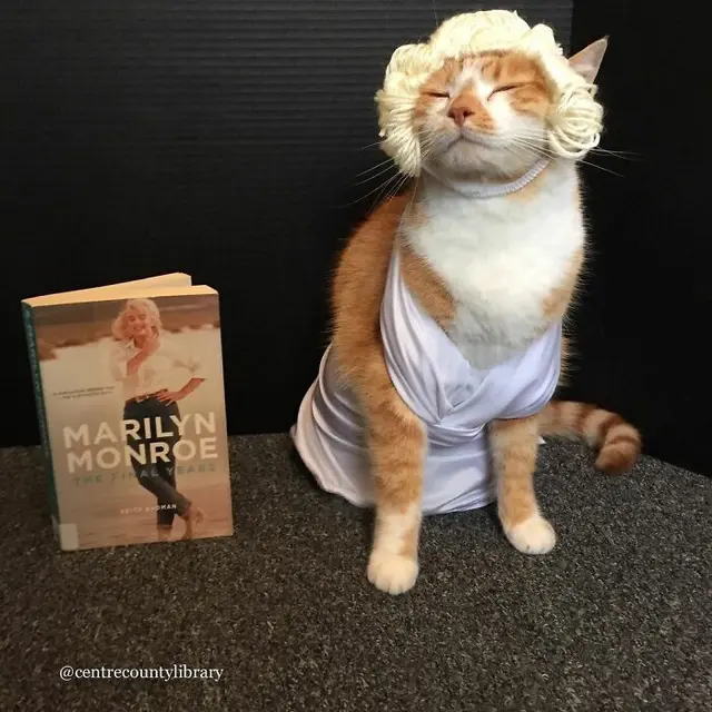 10 Potret Kucing Cosplay Sebagai Ikon Sastra dan Film Bikin Gemas