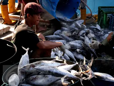 Aktivitas bongkar muat ikan di Pelabuhan Muara Baru, Jakarta, Selasa (22/9/2015). Nelayan mengeluh mahalnya BBM dan Peraturan Menteri No. 2/2015 tentang larangan penggunaan pukat hela dan pukat tarik membuat nelayan merugi. (Liputan6.com/Angga Yuniar) 