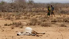 Seekor sapi tergeletak di Bandarero, Kenya, Jumat (3/3). Kenya kini tengah menghadapi kekeringan parah dan krisis pangan. (AP Photo / Ben Curtis)