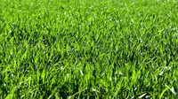 Ilustrasi rumput hijau. (Alexa/Pixabay)
