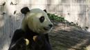 Panda Bei Bei memakan kue ulang tahunnya yang ke-4 di Kebun Binatang Nasional Smithsonian di Washington, DC (22/8/2019). Bei Bei akan pindah ke China setelah berusia empat tahun, menurut perjanjian Kebun Binatang Nasional Smithsonian dan Asosiasi Konservasi Margasatwa China.(AFP Photo/Alastair Pike)