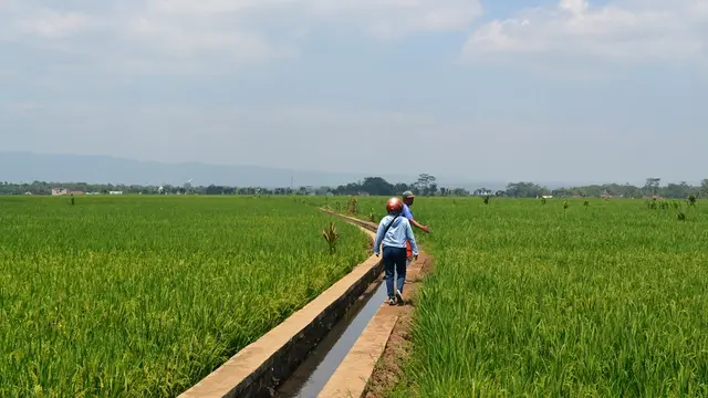 Hamparan sawah di Kalimanah Kulon, Kalimanah, Purbalingga, Jawa Tengah. (Foto: Liputan6.com/Muhamad Ridlo)
