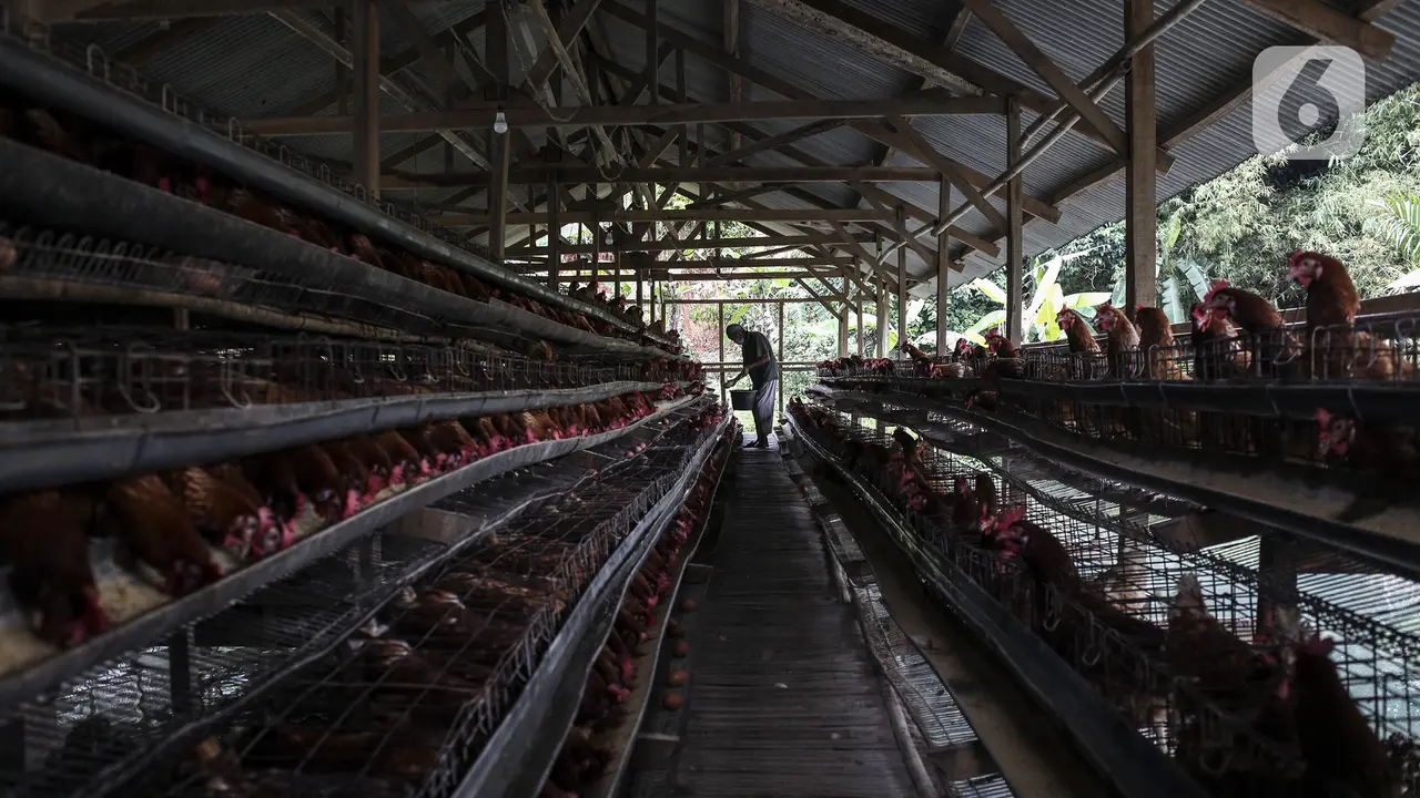 FOTO: Harga Telur Ayam Pacu Laju Inflasi