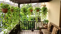 9 Desain Pagar Hidup dari Sirih Gading untuk Teras Kecil, Cocok untuk Rumah Minimalis