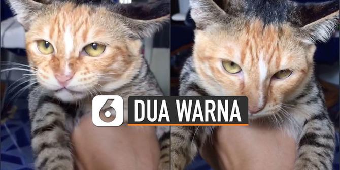 VIDEO: Kucing Dua Warna Ini Sukses Bikin Warganet Bingung