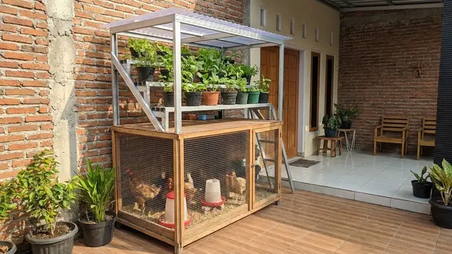 Kandang Ayam dan Greenhouse Mini