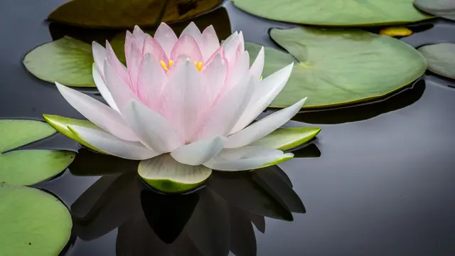 Mindfulness