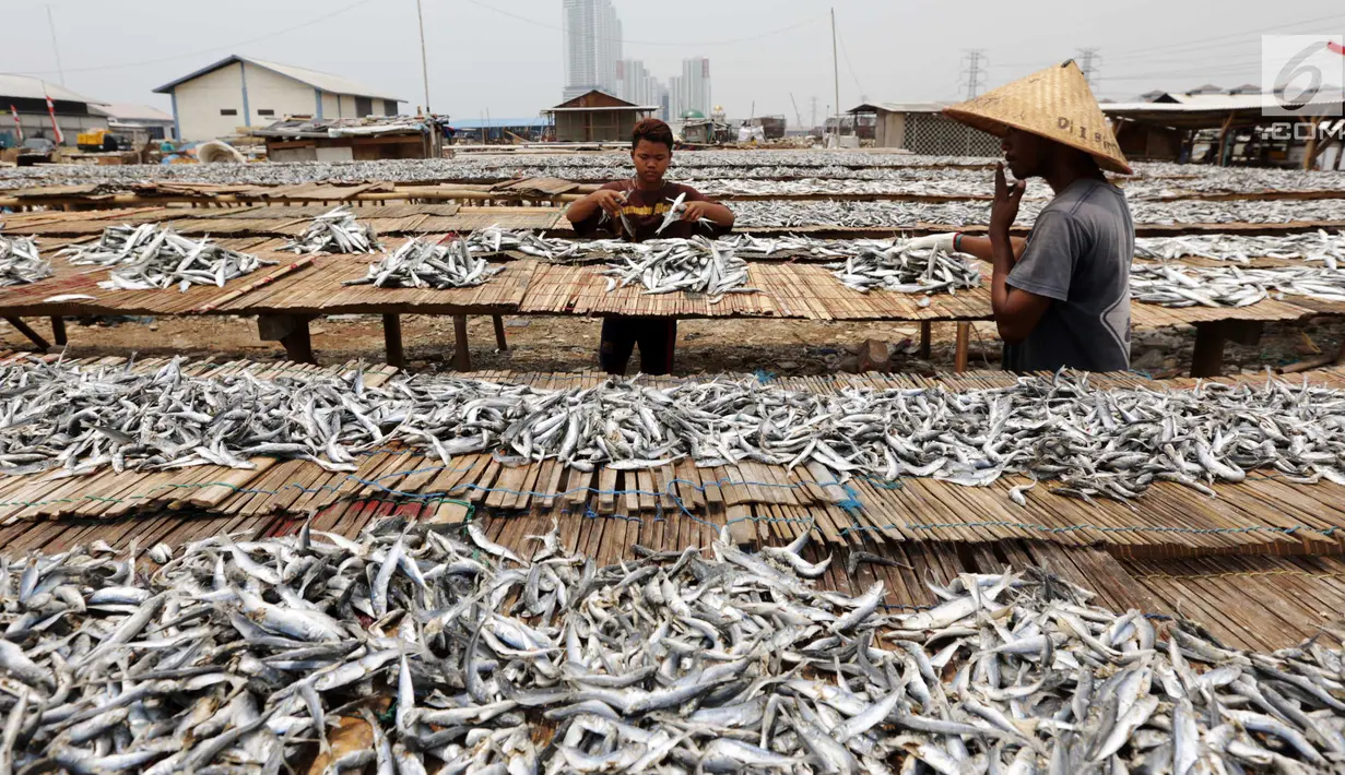 Warga menjemur ikan asin di Muara Angke, Jakarta, Rabu  (13/9). Produksi ikan asin yang merupakan usaha rumah tangga nelayan di daerah tersebut mengalami peningkatan hingga 50 persen saat musim kemarau. (Liputan6.com/Angga Yuniar)