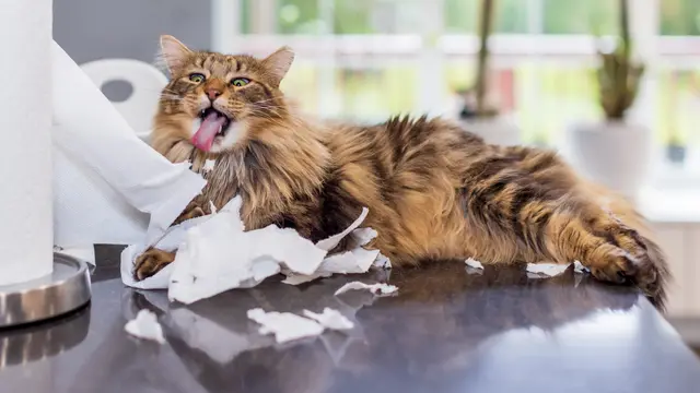 Sepele tapi Penting, Catlover Wajib Paham 5 Tips Selamatkan Nyawa Kucing