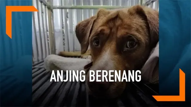 Seekor anjing diselamatkan usai berenang sejauh 135 mil. Ia ditemukan oleh para pekerja di sebuah anjungan pengeboran minyak di Teluk Thailand.