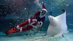 Seorang penyelam berpakaian Sinterklas bermain bersama ikan pari saat tampil dalam pertunjukan bawah laut bertema Natal di Akuarium COEX, Seoul, Korea Selatan, Jumat (7/12). (Ed JONES/AFP)