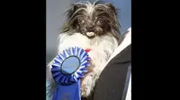 Sejumlah warga di Amerika Serikat membawa anjing mereka dengan rupa yang sangat buruk demi memenangkan perlombaan yang digelar di Petaluma.