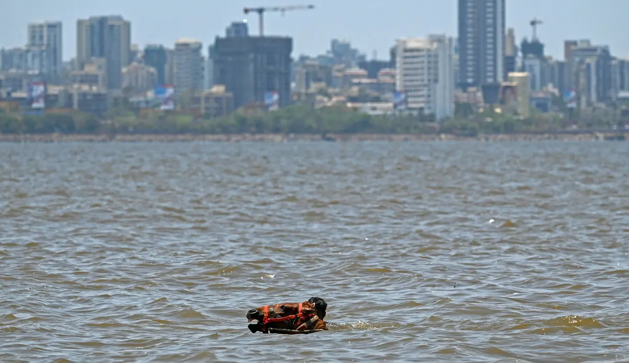 Seorang penjaga membawa kudanya untuk berendam di laut pada suatu hari di musim panas di Mumbai pada tanggal 8 Mei 2024. (Punit PARANJPE/AFP)