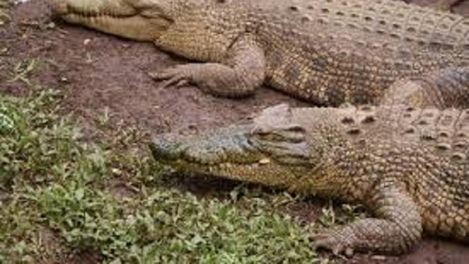 104 Gambar Gambar Hewan Buaya Gratis Terbaik