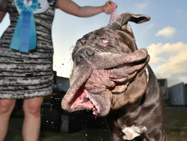 Martha, anjing Neapolitan Mastiff, menggerakan kepalanya usai memenangkan gelar ‘Anjing Terjelek di Dunia’ dalam kompetisi tahunan di Petaluma, California, 23 Juni 2017. Pemenang kontes ini mendapatkan tropi dan uang tunai US$ 1500. (JOSH EDELSON/AFP)