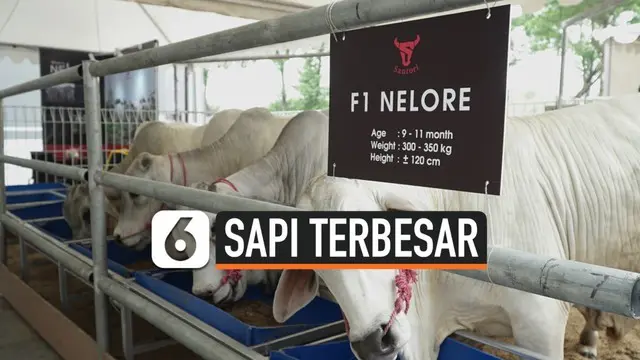 Untuk pertama kali di Indonesia, ada pengembangbiakan sapi asal Amerika - Brazil yaitu jenis F1 Nelore. Pengembangbiakan sapi ini dalam upaya mewujudkan swasembada daging nasional.