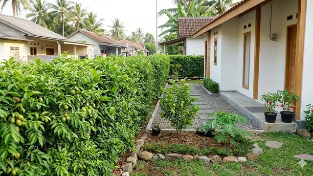 Kebun Buah Mini Agar Tidak Terlihat Sempit