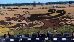 Karya seni bergambar naga yang terbuat dari varietas padi terlihat di persawahan saat musim panen di Shenyang, China (20/9). Karya seni ini bertujuan mempromosikan pariwisata di daerah tersebut. (AFP Photo/Str/China Out)