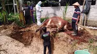 PMK Serang Ternak di Gunungkidul: 6 Sapi Mati Terpapar, 24 Ribu Dosis Vaksin Disiapkan
