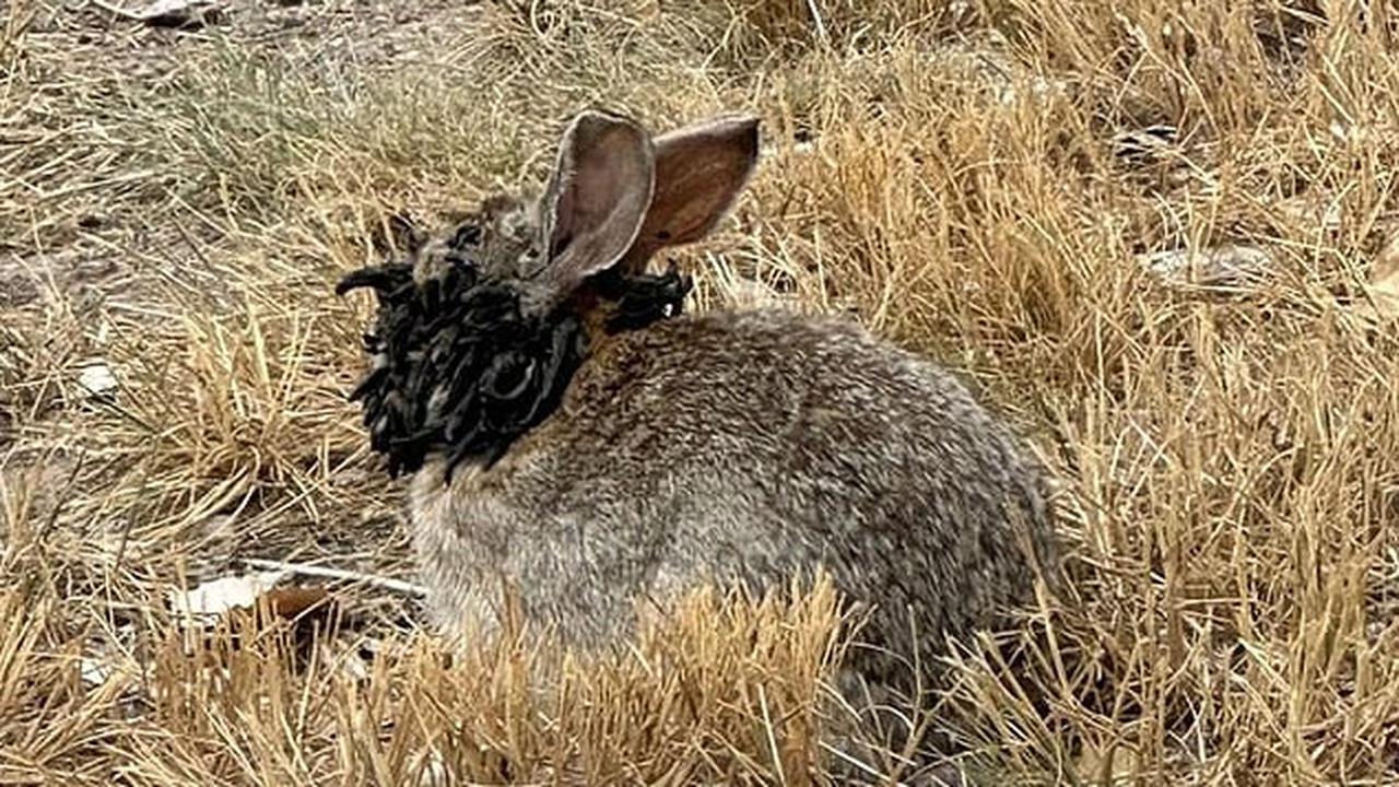 Colorado Rabbit Tentacles: Here Are The Scientific Explanation and Other Details