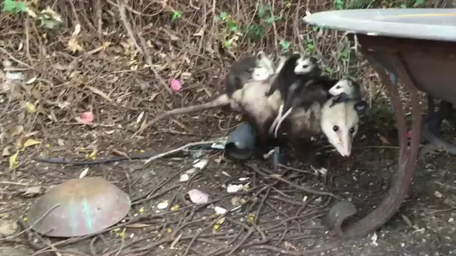 Kejutan dari Keluarga Baru Opposum