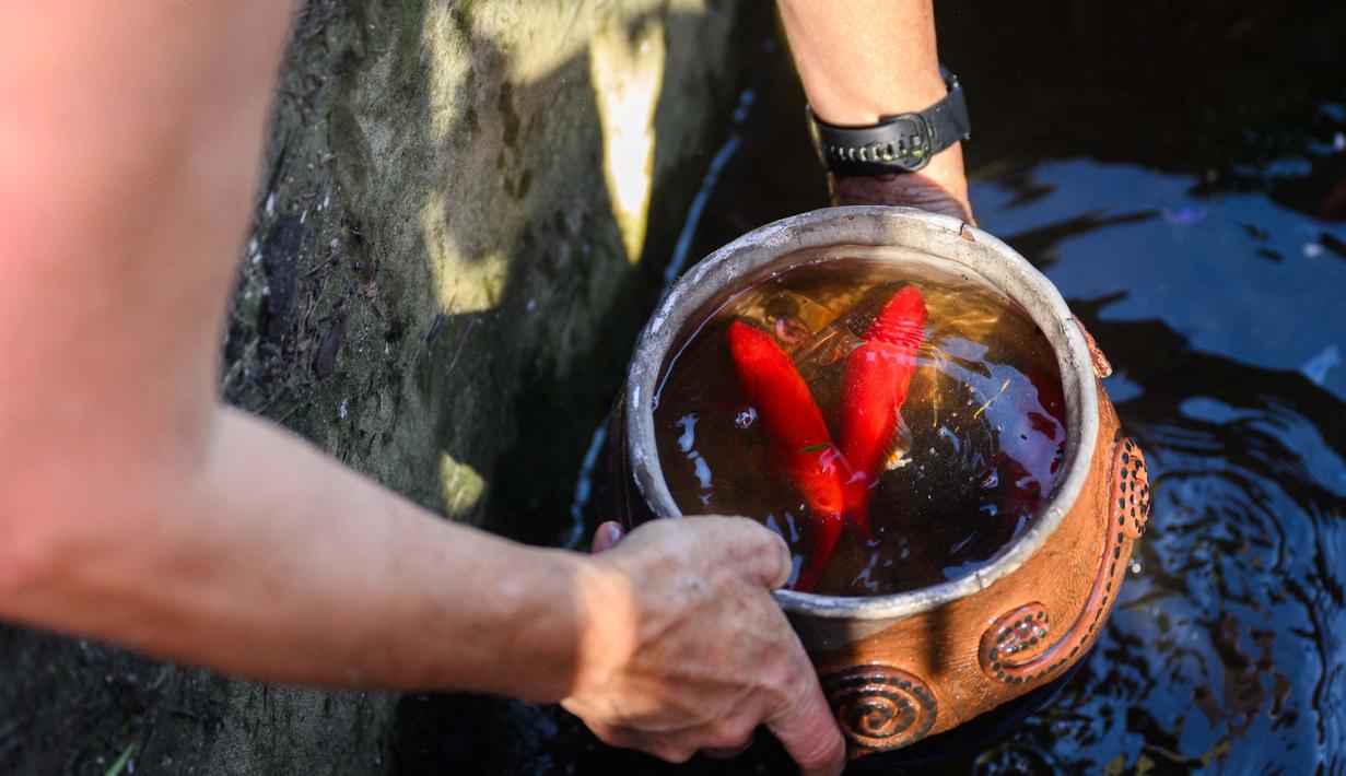 Lebih dari 10.000 warga berada di bawah perintah evakuasi sewaktu kebakaran itu terjadi. Tampak dalam foto, Robin Wallace usai membersihkan dan mengganti air untuk ikan peliharaannya di rumah keluarganya di West Highland Drive yang hancur akibat kebakaran hutan dan gunung pada 8 November 2024 di Camarillo, California. (Patrick T. Fallon/AFP)
