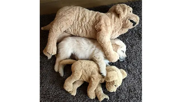 7 Potret Anjing dengan Boneka Tiruannya Ini Bikin Gemas