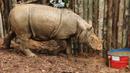 Foto yang dirilis WWF memperlihatkan seekor Badak Sumatera di tempat perlindungan di Kutai , Kaltim, Rabu (23/3). Keberadaan badak Sumatera di Kalimantan sempat dinyatakan punah karena terakhir kali terlihat 40 tahun lalu. (Ari Wibowo/WWF-INDONESIA/AFP)