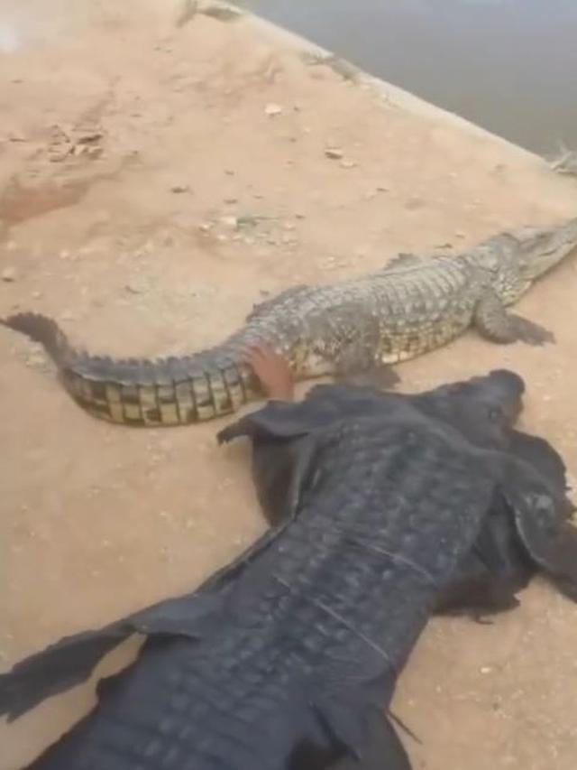 Pria Ini Nekat Pakai Kostum Buaya untuk Main Bareng Hewan Aslinya, Bikin Was-Was