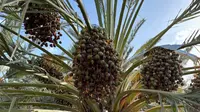 Menilik Proses Perawatan Kurma Ajwa, Buah Favorit Nabi Muhammad