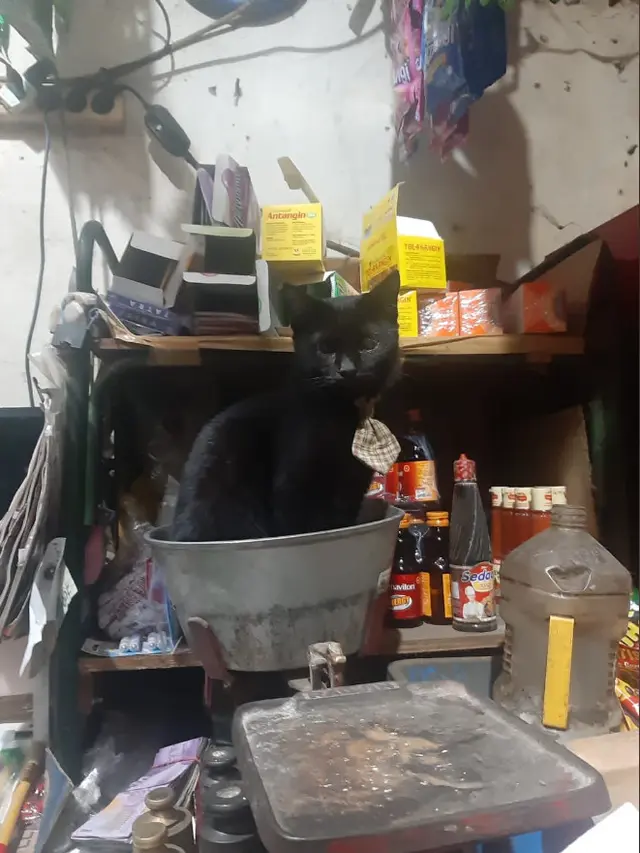 6 Potret Kucing Jadi 'Karyawan' Ini Menggemaskan, Ekspresinya Lucu Banget