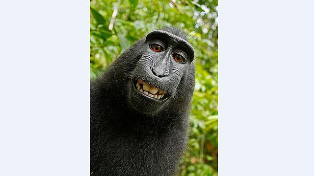 Wikipedia & Fotografer Ribut Soal Selfie Monyet