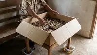 Cara Ternak Jangkrik di Kardus, Panduan untuk Pemula Agar Panen Melimpah