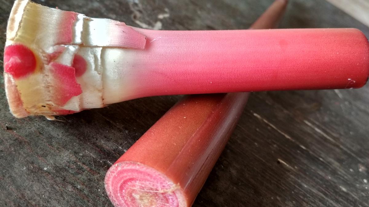 Batang Kecombrang Bisa Dimasak? Ini Caranya Agar Tidak Langu