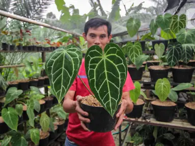 Pembudi daya memperlihatkan tanaman hias kuping gajah (Anthurium crystallinum) di Pinang, Kota Tangerang, Banten, Jumat (21/1/2022). Tanaman hias berbagai jenis dari harga Rp50 ribu hingga Rp2 juta per tanaman tersebut dipasarkan sampai Thailand, Malaysia hingga Kanada. (Liputan6.com/Angga Yuniar)