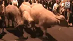 Merayakan Tahun Baru Islam 1439 H, Keraton Solo kembali menggelar kirab malam 1 suro. 7 Kebo Bule, kembali jadi pusat perhatian.