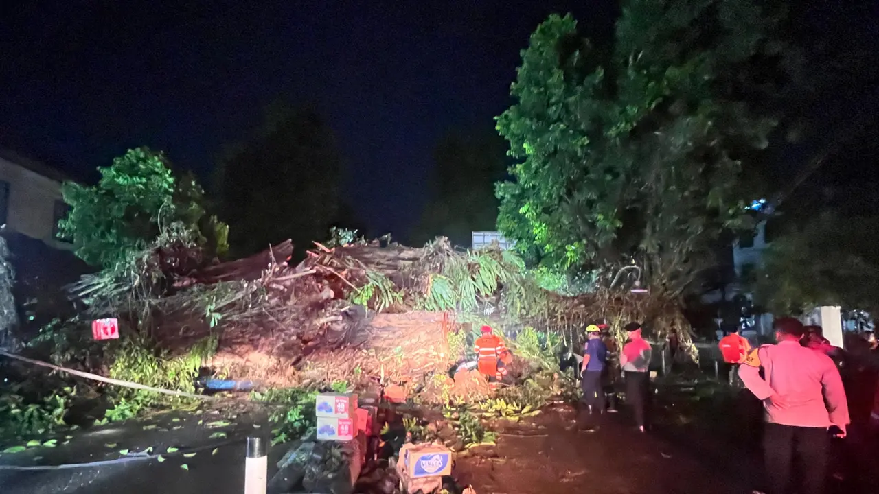 Pohon beringin besar di Bogor tumbang